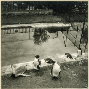 Penguins in the ZOO