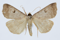 Lygephila craccae - S. Gruszka
