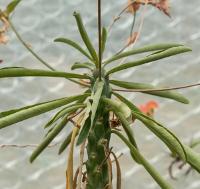 Euphorbia bubalina Boiss. - Boiss.